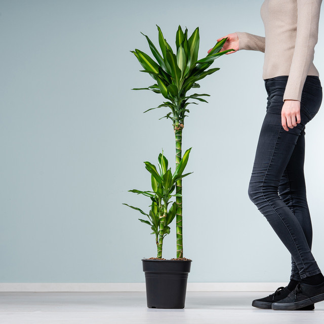 Drachenbaum Cintho von BLUME2000 in Grün als Tischpflanze - Bild 1