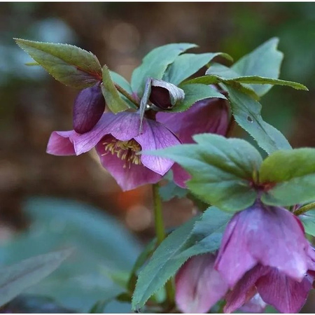 Helleborus orientalis Christrose Lenzrose Red Hybrids in Rot