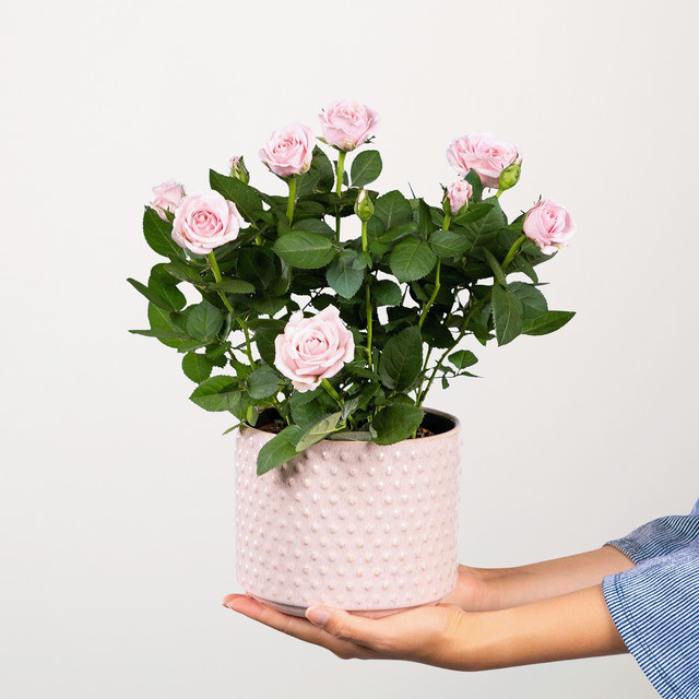 Blütenschein von BLUME2000, rosa Topfpflanze für sonnige Standorte - Bild 1