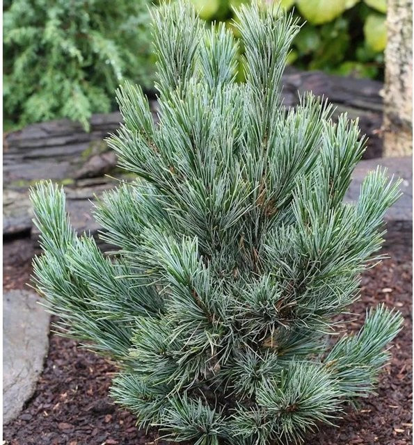 Kompakte Blauzirbelkiefer Pinus cembra von Nr-01.de, silbrigblau-grüner Nadelbaum für Garten und Steingärten, Höhe: 70-80 cm - Bild 1