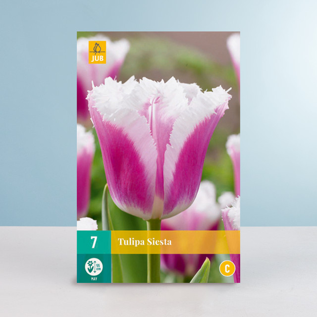 BLUME2000 Gefranste Tulpe Siesta mit 7 Blumenzwiebeln - Bild 1