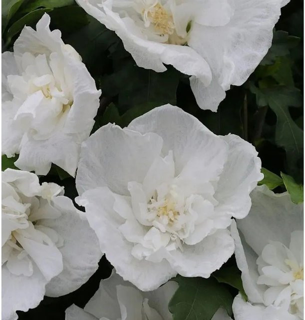 Garteneibisch Diana Hibiscus in Weiß für den Garten von Nr-01.de - Bild 1
