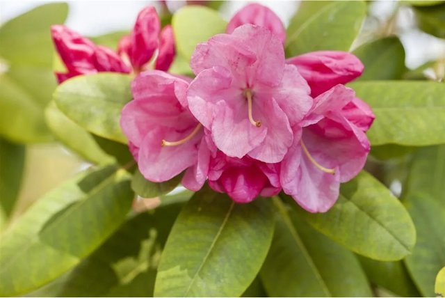 Rhododendron Williamsianum Gartendirektor Glocker in Rosa, 60–70 cm Höhe - Bild 1