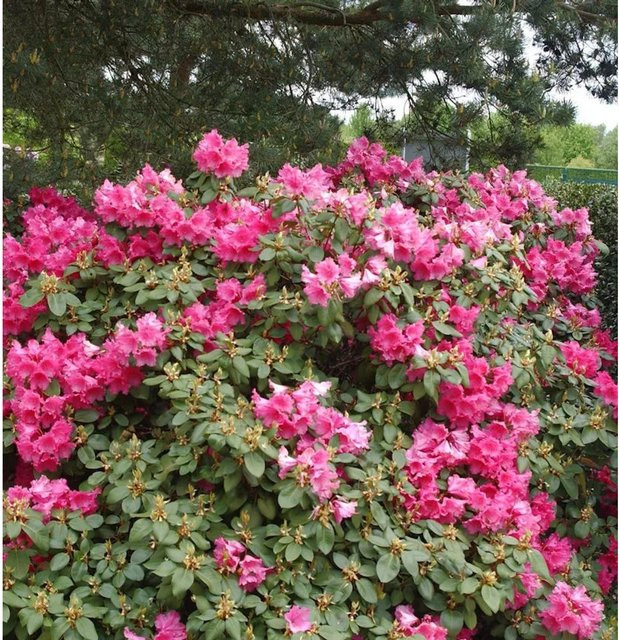 INKARHO Rhododendron August Lamken Alpenrose in Pink, Topfgröße 25-30 cm - Bild 1
