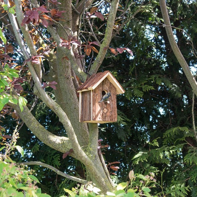 Vogelhaus Natur - Bild 1