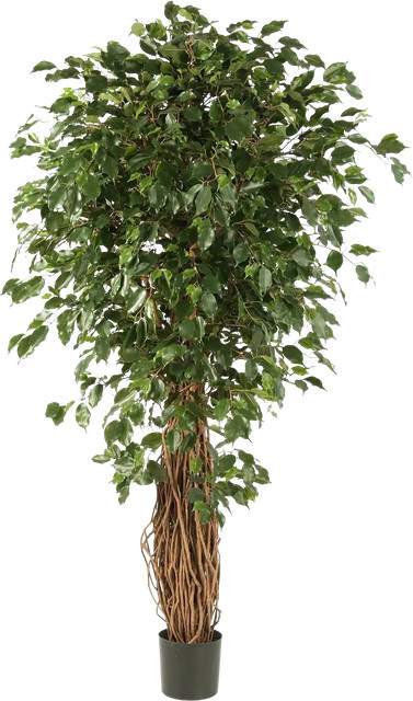 Künstlicher Gummibaum Josefine von Aplanta, Höhe: 120 cm - Bild 1