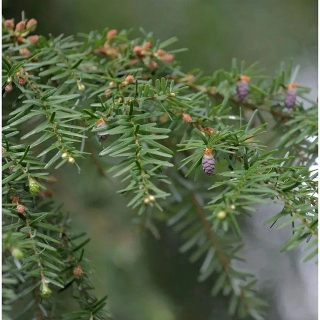 Westamerikanische Hemlocktanne Tsuga heterophylla von Nr-01.de, Höhe: 60-80 cm, grün - Bild 1