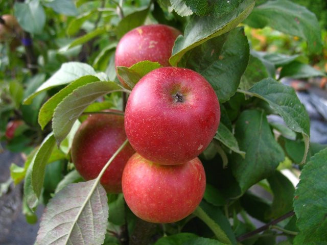 Apfelbaum Starcats Malus domestica Säulenobst mit süßsäuerlichen Früchten für Balkon und Kübel - Bild 1
