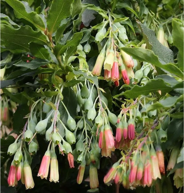 Anden-Heidelbeere Vaccinium floribundum Beerenstrauch von Nr-01.de, Höhe: 15-20 cm - Bild 1