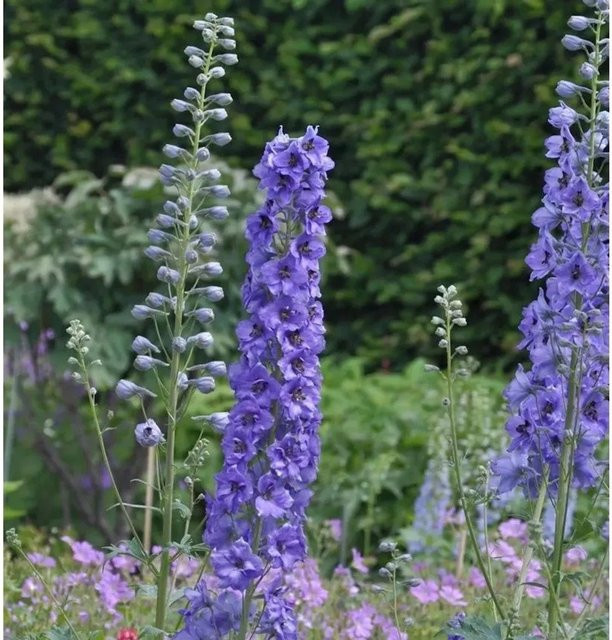Hoher Rittersporn Delphinium elatum in Lila von Nr-01.de als mehrjährige Gartenpflanze im Topf - Bild 1