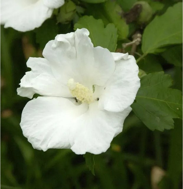 Nr-01.de Garteneibisch Hibiscus syriacus Flower Tower in Weiß - Bild 1