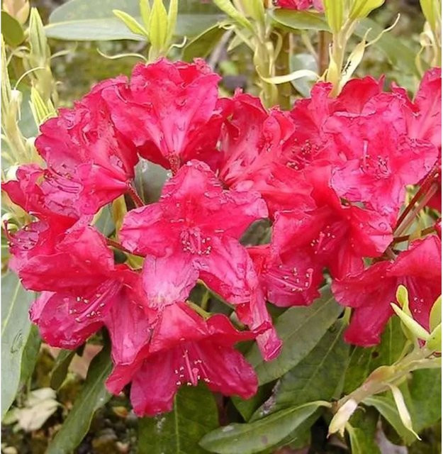 Großblumiger Rhododendron Lagerfeuer Alpenrose von Die Nr-01.de (Höhe: 50-60 cm) - Bild 1