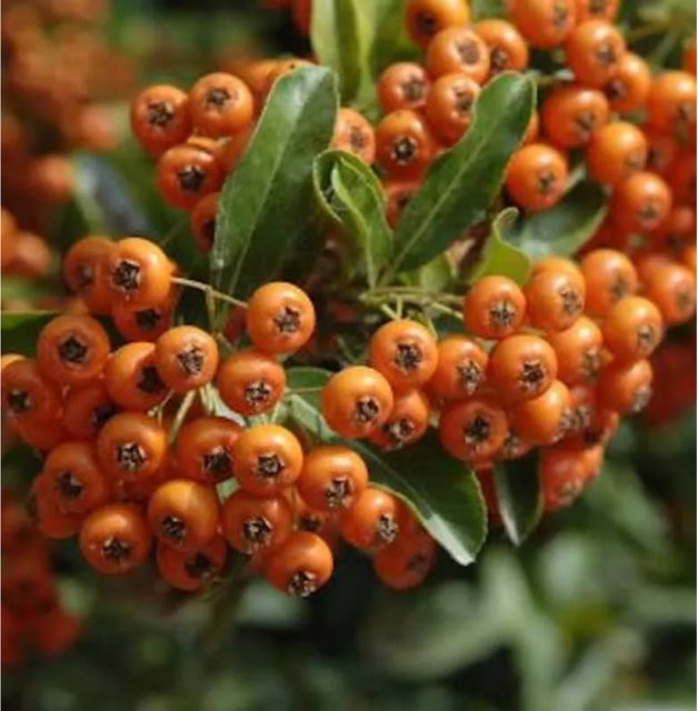 Feuerdorn Pyracantha Orange Glow als Zierstrauch und Vogelschutzgehölz, Höhe: 40-60 cm - Bild 1