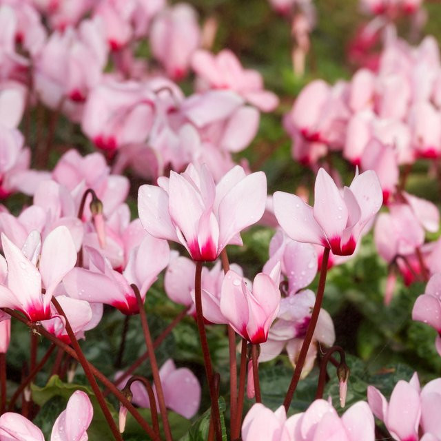Alpenveilchen Winfall Outdoor rosa als winterharte Gartenstaude im Topf - Bild 1