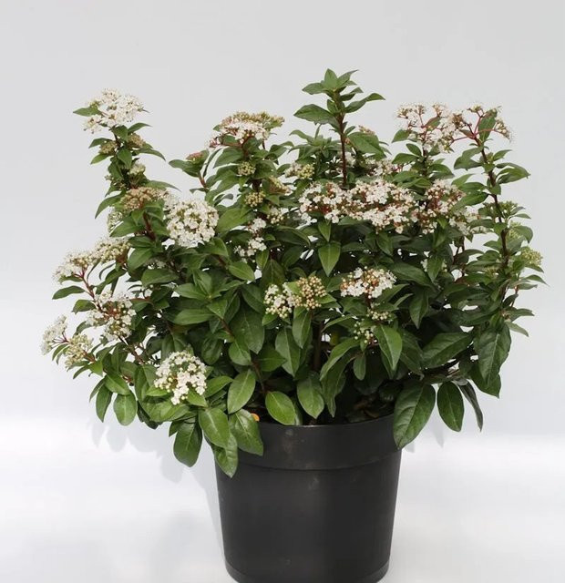 Mittelmeer Schneeball Viburnum tinus als pflegeleichter Zierstrauch in Weiß und Pink von Nr-01.de - Bild 1