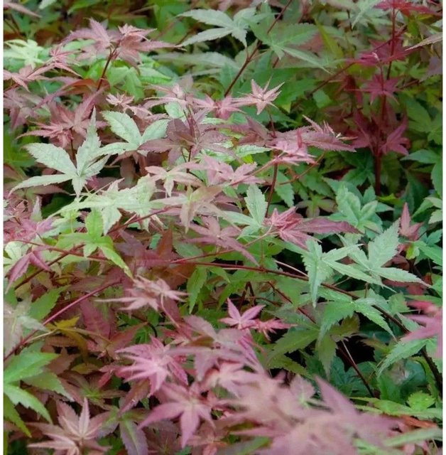 Japanischer Schlitzahorn Beni Maiko Acer palmatum rot Höhe: 60-80 cm von Nr-01.de - Bild 1
