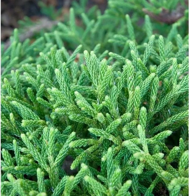 Hochstamm Zwerg Sicheltanne Little Champion Cryptomeria japonica grün 40-60 cm - Bild 1