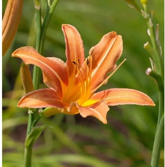 Taglilie Margret Perry Hemerocallis als mehrjährige Staudenpflanze für Beet und Garten - Bild 1