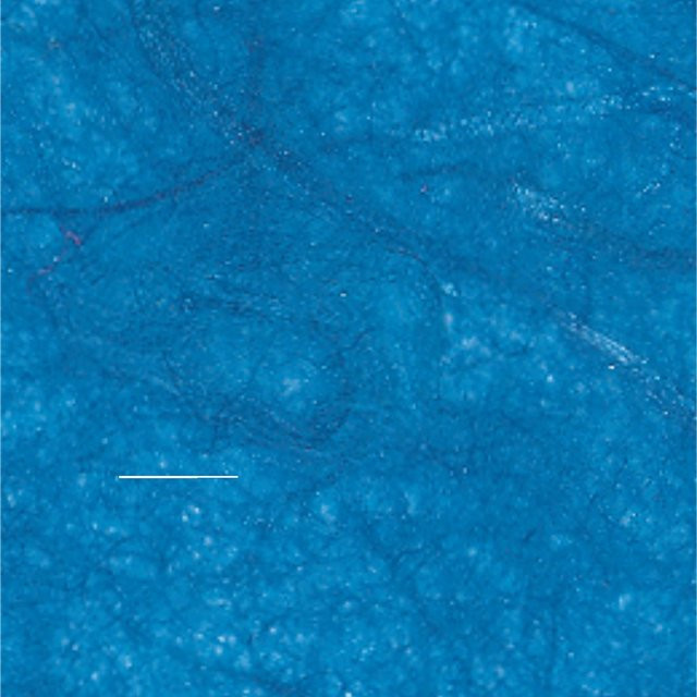 folia Faserseide aus Maulbeerbaumfasern in Königsblau, Breite: 47 cm, Höhe: 64 cm - Bild 1