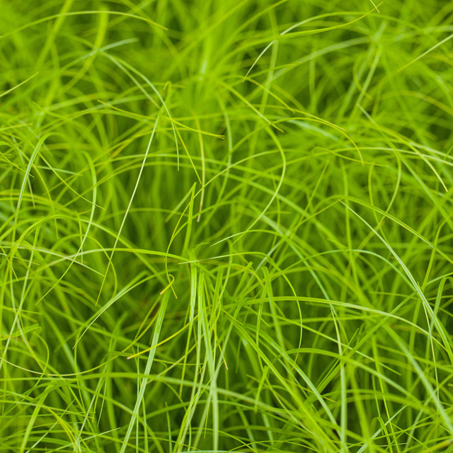 Carex remota BLUME2000 Ziergras Set mit 3 Stück - Bild 1