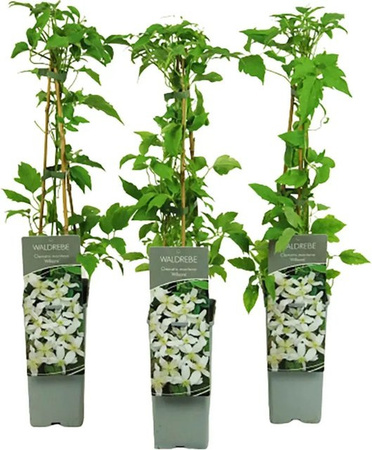 Clematis montana Berg-Waldrebe Wilsonii Kletterpflanze von GROW by OBI, Höhe: 40 - 60 cm