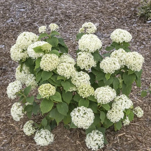 Zwerg-Hortensie Bianchetta Hydrangea arborescens in Weiß von Nr-01.de - Bild 1