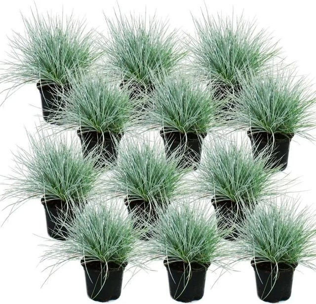 Exotenherz Blauschwingel-Gras Festuca Glauca Set mit 12 Pflanzen im 9cm Topf, Blau - Bild 1