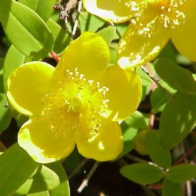 Arborix Johanniskraut Hypericum moserianum mit gelben Blüten im Container - Bild 1