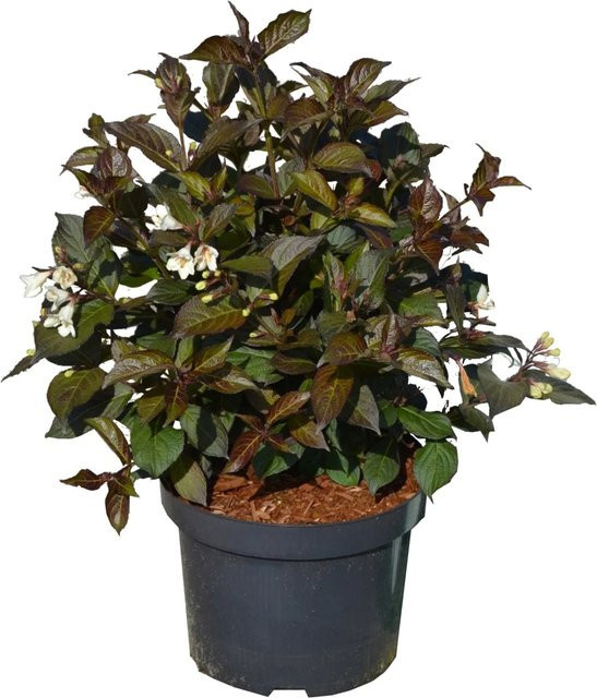 GROW by OBI Weigela florida Ebony and Ivory Strauch, Höhe: 50-60 cm, 6l Topf - Bild 1