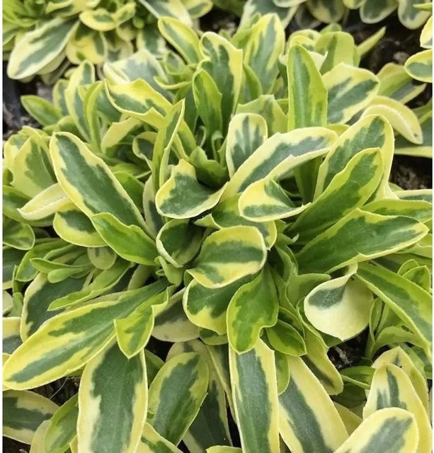 Gelbbunte Gänsekresse Arabis ferdinandi als gelb-grüne Staude und Bodendecker - Bild 1