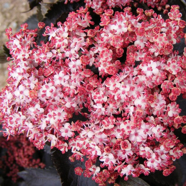 Rotlaubiger Säulen-Holunder Black Tower rosa - Bild 1