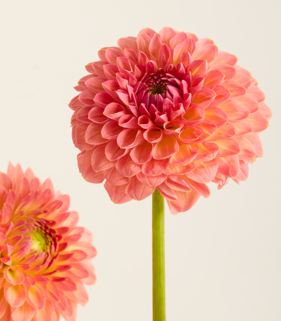Blume2000 Dahlien Pink Bunch - Bild 1