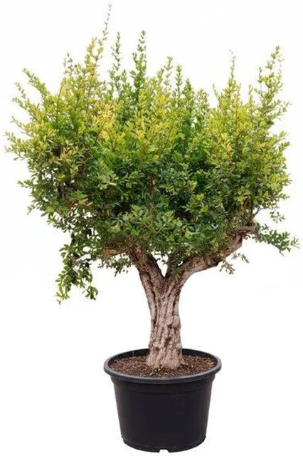 Sunny-Tree Granatapfelbaum XXL Punica Granatum winterharter Obstbaum, Höhe: 240 cm - Bild 1