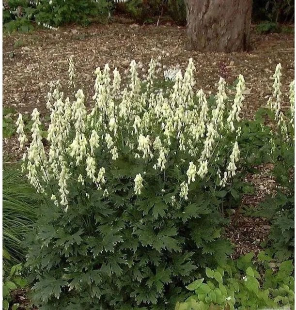 Aconitum vulparia Eisenhut gelbe Staude von Nr-01.de - Bild 1