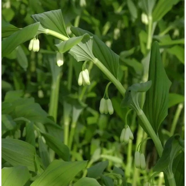 Hoher Salomonssiegel Weihenstephan Polygonatum Hybrid in Weiß und Grün als Gartenpflanze - Bild 1
