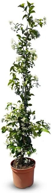 Sunny-Tree Toskanischer Jasmin Trachelospermum Jasminoides als winterharte Kletterpflanze für den Außenbereich, Farbe: Weiß/Grün, Höhe: 120 cm - Bild 1