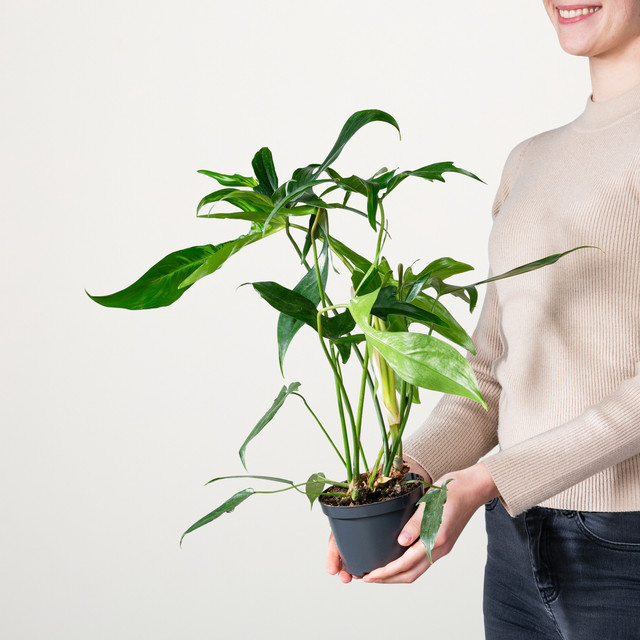 Philodendron Glad Hands Zimmerpflanze von BLUME2000 in Grün - Bild 1