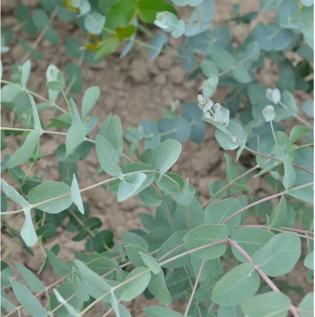 Tasmanischer Eukalyptus Silver Dollar Eucalyptus gunnii, Zierbaum in Silber, Blau und Grün, Höhe: 30-40 cm - Bild 1