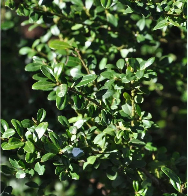 Japanische Stechpalme Ilex crenata Glori Gem als grüne Heckenpflanze für den Garten - Bild 1