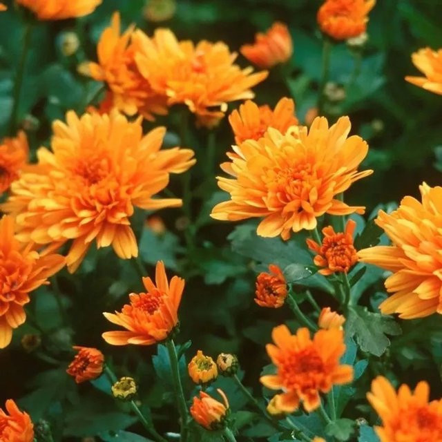 Winteraster Bronzeteppich Chrysanthemum Indicum von Die Nr-01.de als mehrjährige Gartenpflanze im Topf - Bild 1