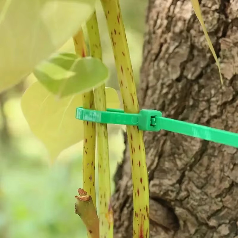 Ausum Gartenumreifung in Grün aus Kunststoff zur Pflanzenbefestigung und Rasenpflege mit Reißverschlussbinder - Bild 2