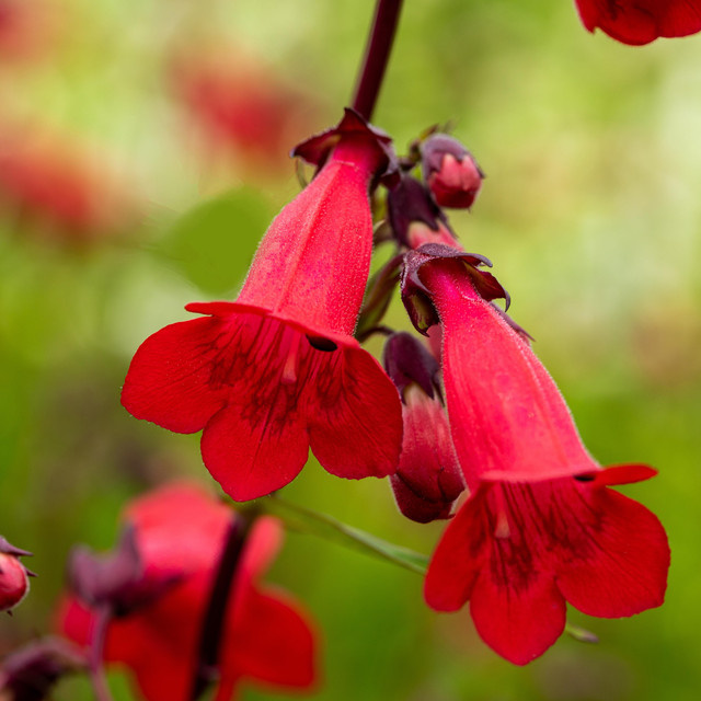 BIO Penstemon hartwegii Stauden von BLUME2000, 3 Stück - Bild 1
