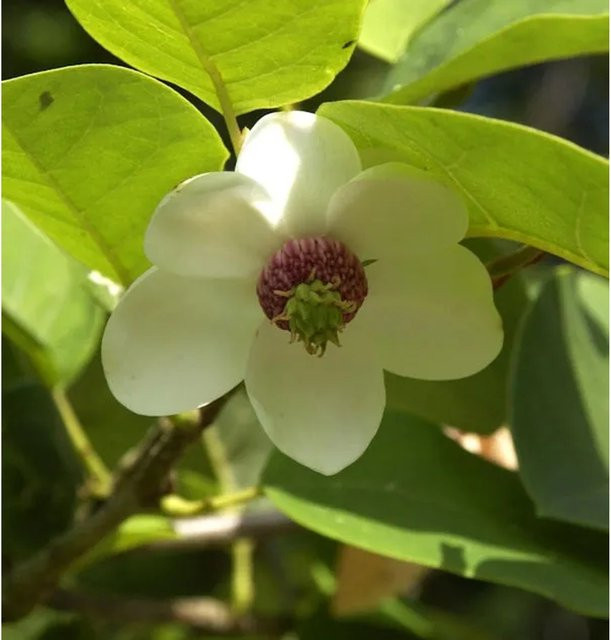 Magnolia sieboldii Sommer Magnolie als Solitärpflanze von Nr-01.de - Bild 1