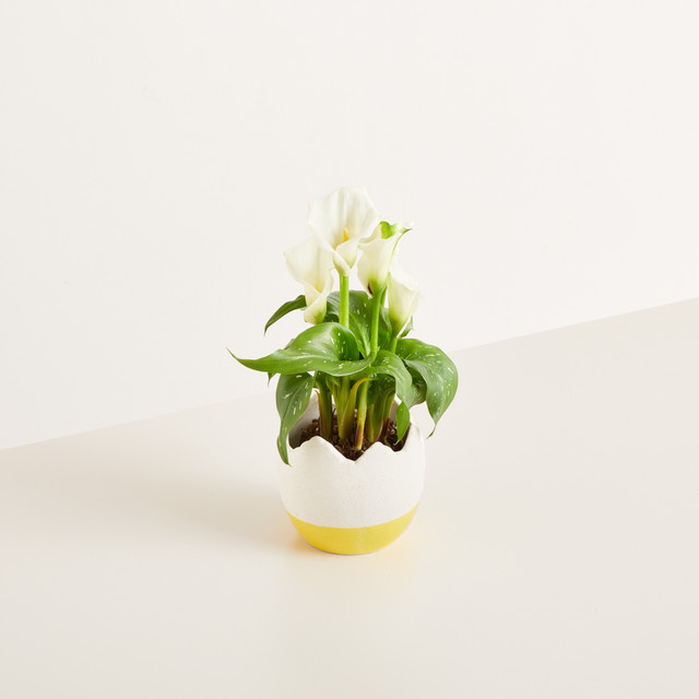 Keramik Übertopf Ei in Gelb von BLUME2000 für deine Osterdeko, Höhe: 10,5 cm - Bild 1