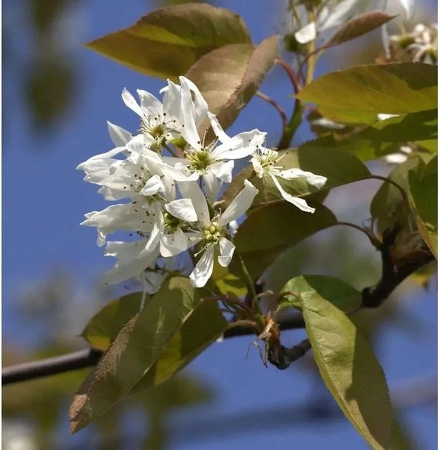 Amelanchier Felsenbirne Ballerina Strauch von Nr-01.de, Höhe: 80-100 cm - Bild 1