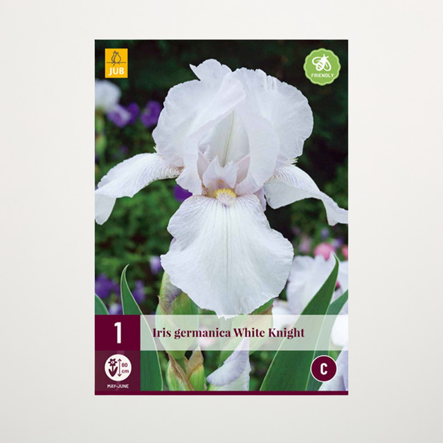 Schwertlilie White Knight Knolle von BLUME2000 - Bild 1