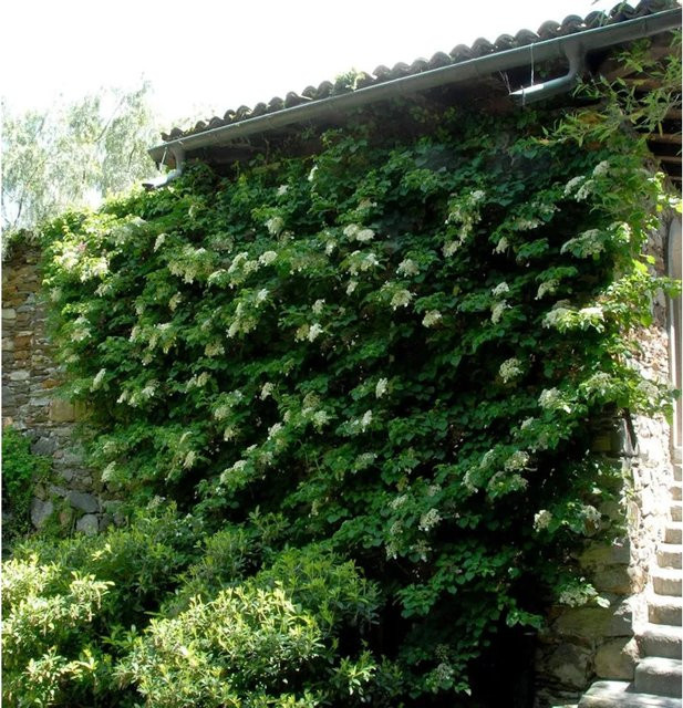 Hydrangea petiolaris Kletterhortensie von Nr-01.de in Weiß und Rotbraun, 40-60 cm - Bild 1