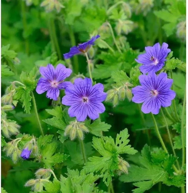 Geranium magnificum Pracht Storchschnabel Rosemoor lila Beetpflanze für Steingärten - Bild 1