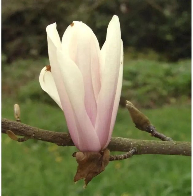 Magnolia Sunsation Zierstrauch in Gelb und Pink von Nr-01.de, Höhe: 80-100 cm - Bild 1