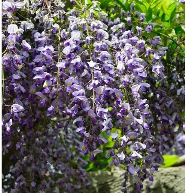 Wisteria floribunda Blauregen Kletterpflanze in Lila, Höhe: 40-60 cm - Bild 1